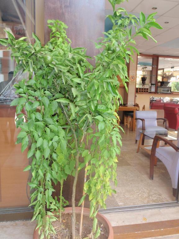 Aloe Apart Hotel 말마리스 외부 사진